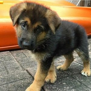 Meet your Posher, Sonya